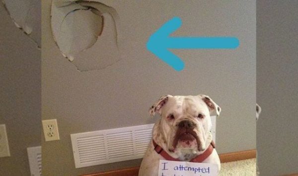 animales arrepentidos1