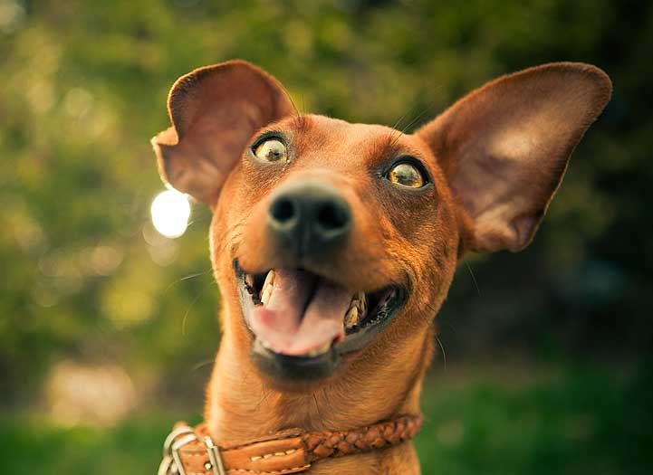 17 lecciones de vida que debemos aprender de los perros