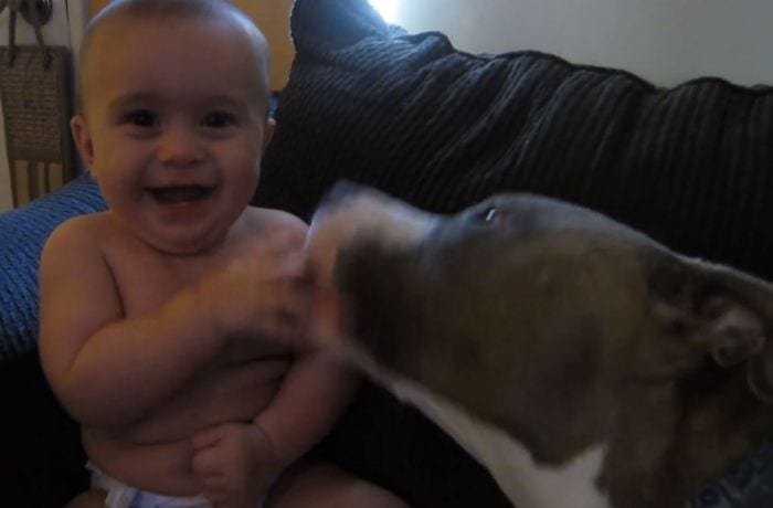 bebe se rie de que le chupa un pitbull
