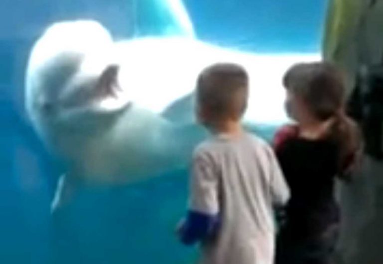 No sabía que la ballena beluga era tan traviesa, mira cómo bromea con unos niños