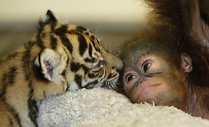orangutan y tigre