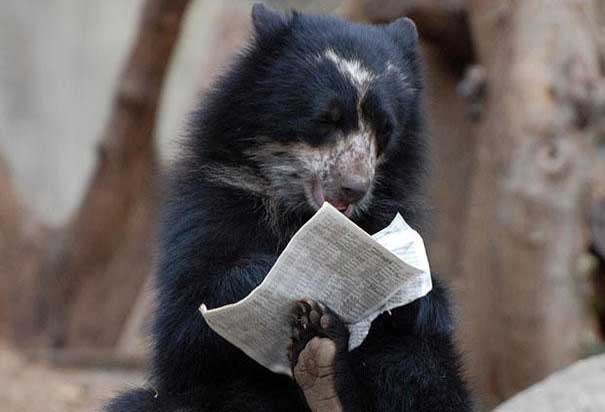 osos actuando como personas dest