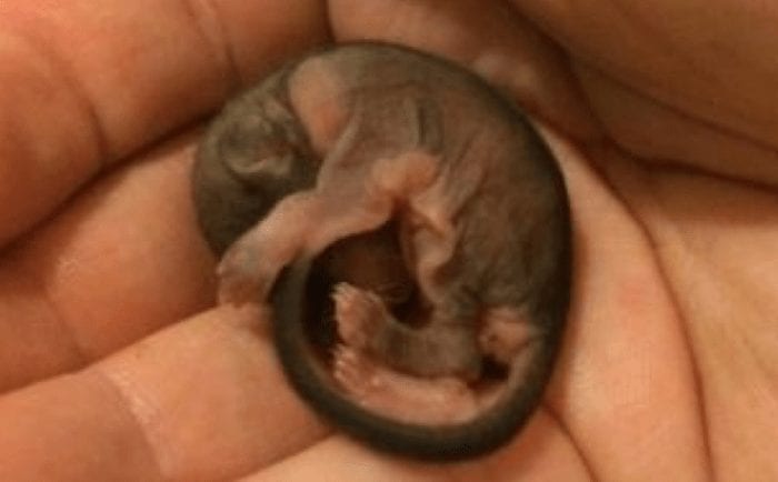 ardilla voladora cria