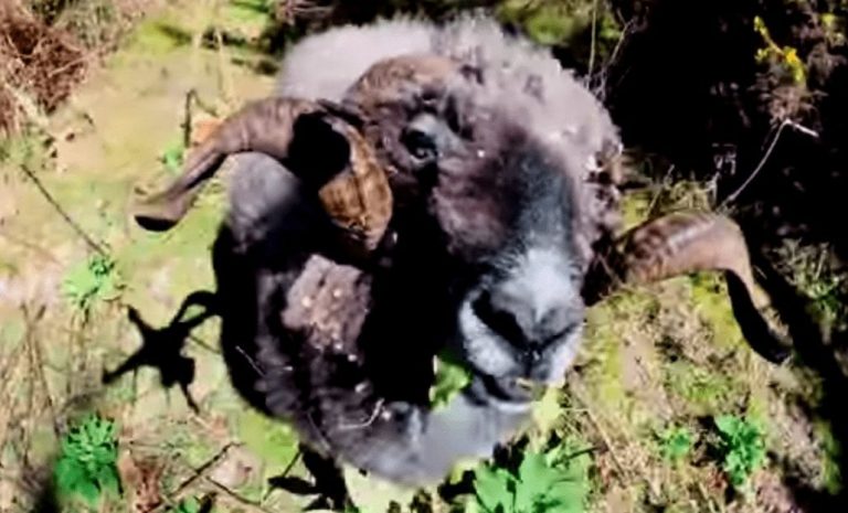 A este carnero no le gusta la moda de los drones… mira su reacción al toparse con uno