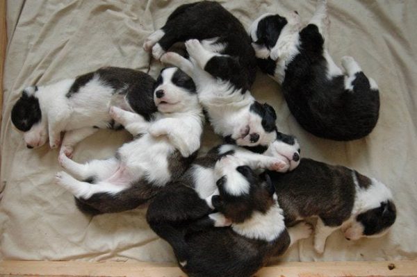 cachorros 17