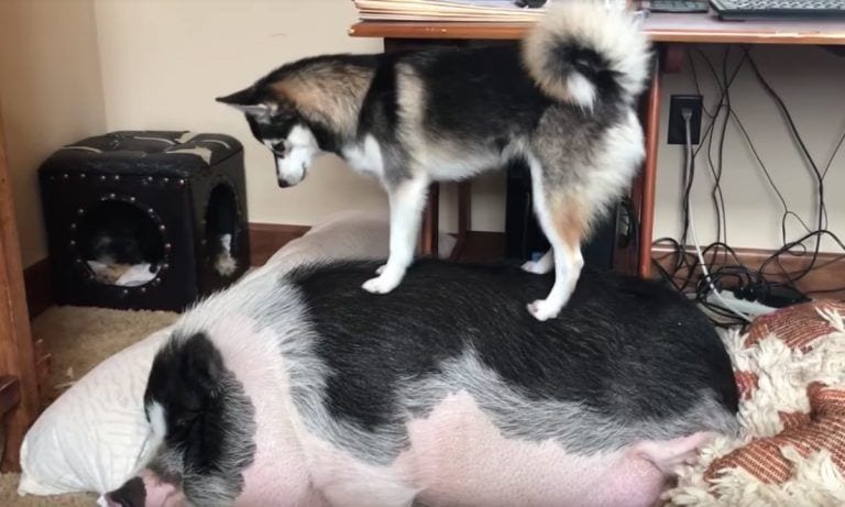 Si tu mascota es un cerdo, esta es la manera infalible para despertarlo