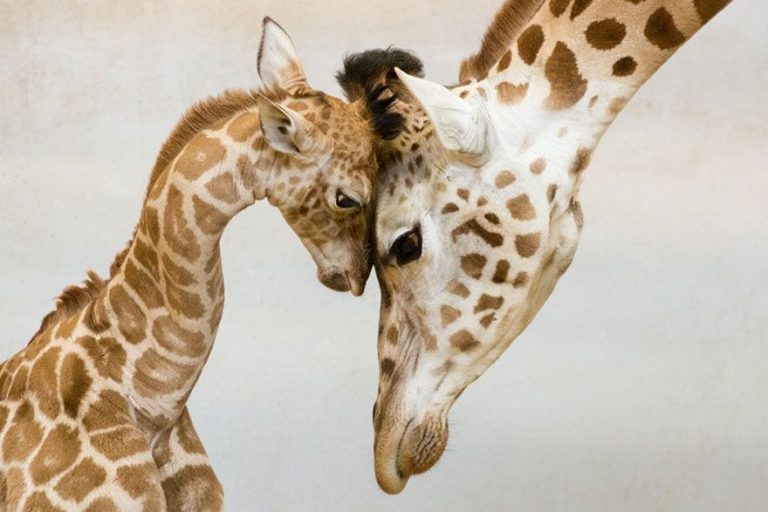 26 familias de animales que van a robarte el corazón