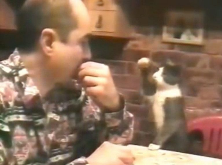 Un gato habla con señas con su dueño sordomudo