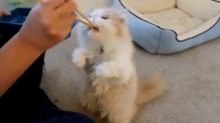 Alimentar a este gato con palillos chinos es «normal»