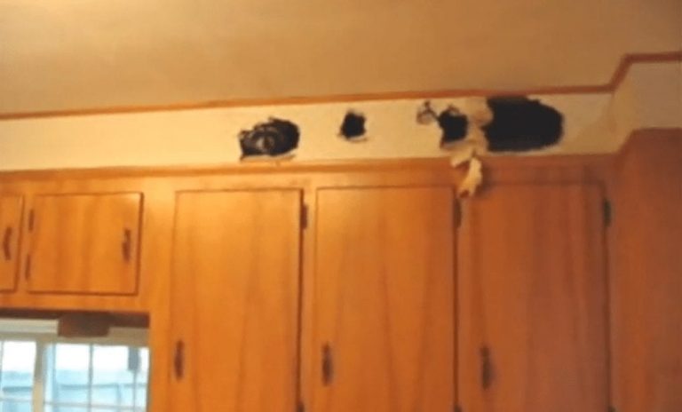 Lo que le hizo este mapache en su cocina demuestra que no todo animal es una mascota
