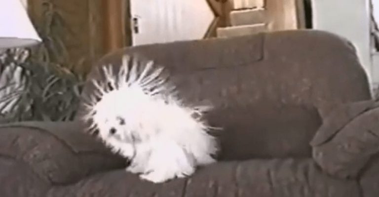 Este perro tiene un verdadero problema con la electricidad estática, y es graciosísimo