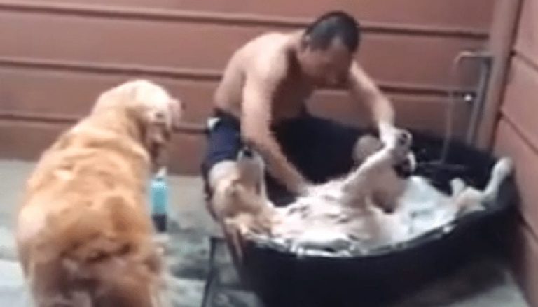 Cuando veas como bañan a este perro, te darán ganas de ir a un spa