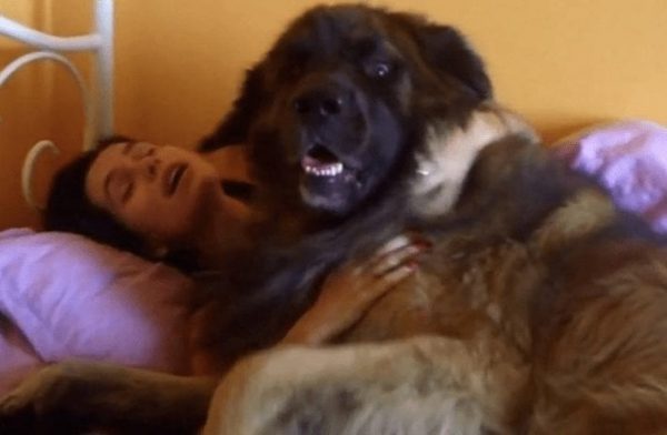 26 razones por las que los dueños de perros están locos como cabras