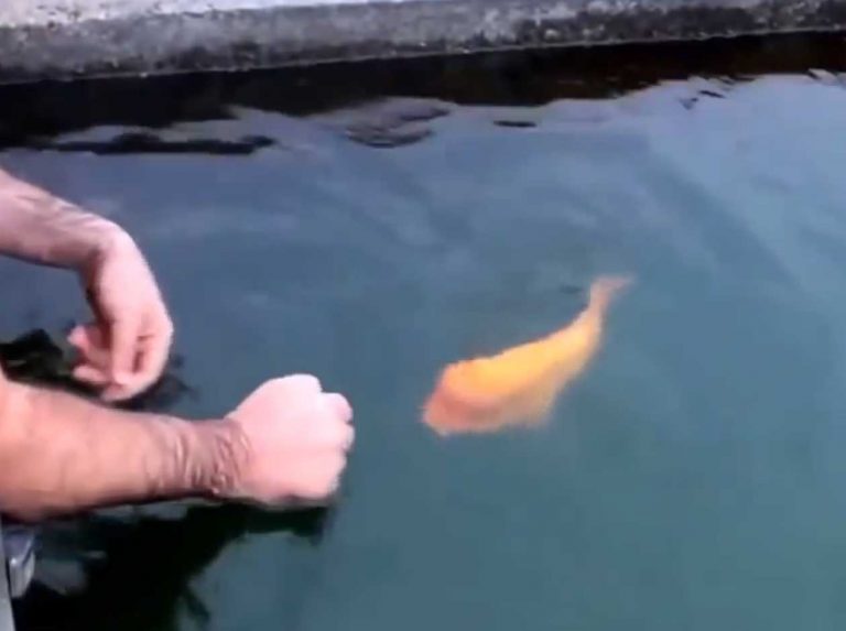 No me esperaba que un pez pudiese ser tan cariñoso y juguetón