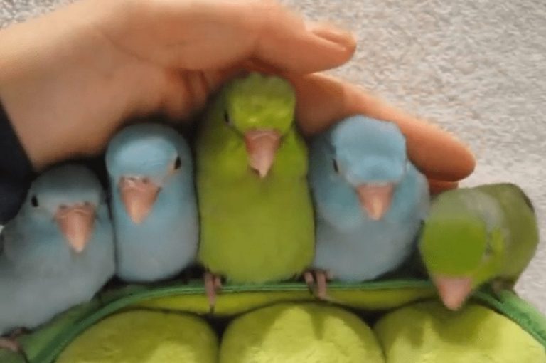 Morirás de amor con estas 5 crías de agapornis de tan sólo 5 semanas de vida