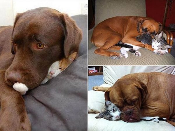 21 animales que se utilizan entre ellos como si fueran almohadas