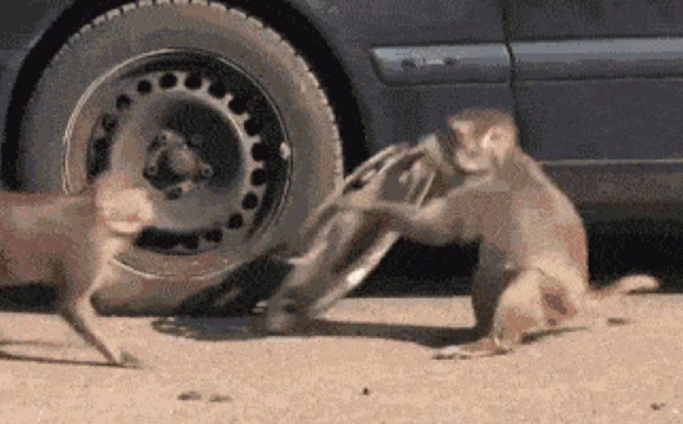 22 animales ladrones que van a necesitar un buen abogado