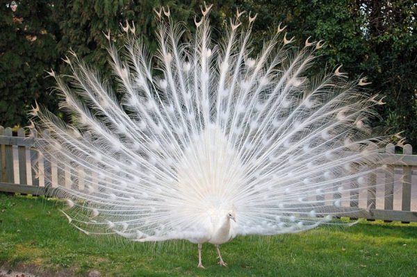 pavo real albino