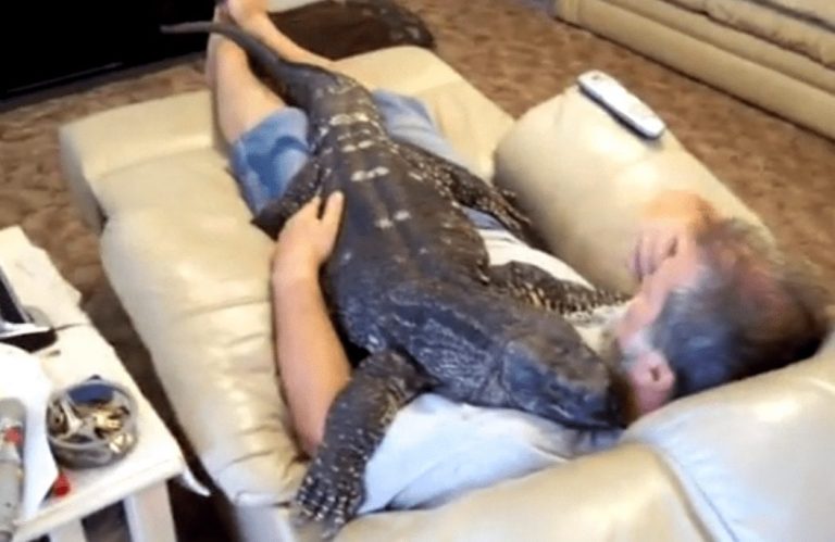 Su adorable mascota es un lagarto de metro y medio de largo