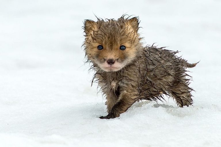 Muere de ternura con estas fotografías de zorros en la naturaleza