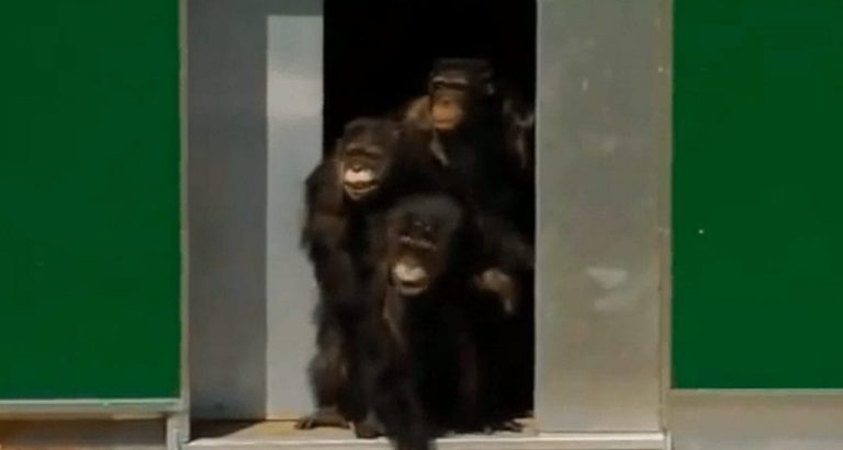 Emotiva reacción de unos chimpancés tras ser liberados después de 30 años viviendo en jaulas