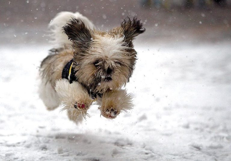 30 animales increíblemente tiernos disfrutando de la nieve por primera vez