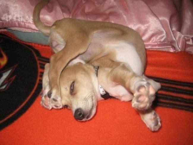 15 animales adorables que te van a enseñar a hacer yoga como un profesional