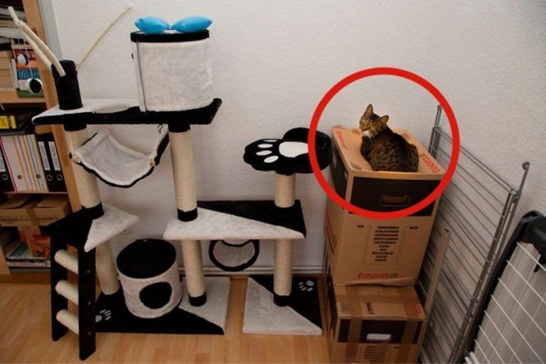 Te vas a partir de risa con estas 30 verdades sobre la lógica de los gatos