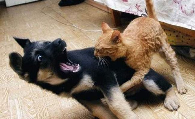 duro es ser cachorro destacada