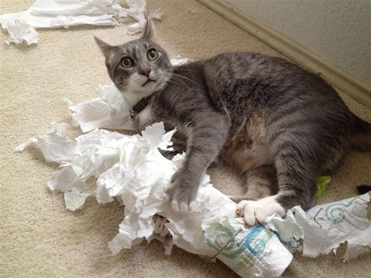 17 mascotas culpables que no imaginaban que sus dueños volverían tan pronto