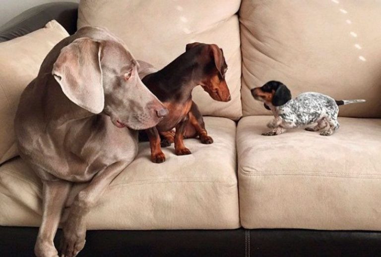 Te presentamos al trío de perros más adorable y famoso de Instagram