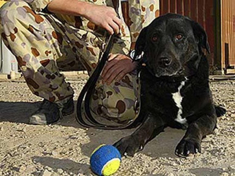 10 heroicos animales que arriesgaron su vida para salvar gente