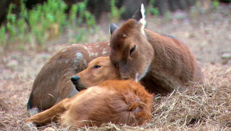 Los animales nos enseñan el verdadero significado de la palabra «amistad»
