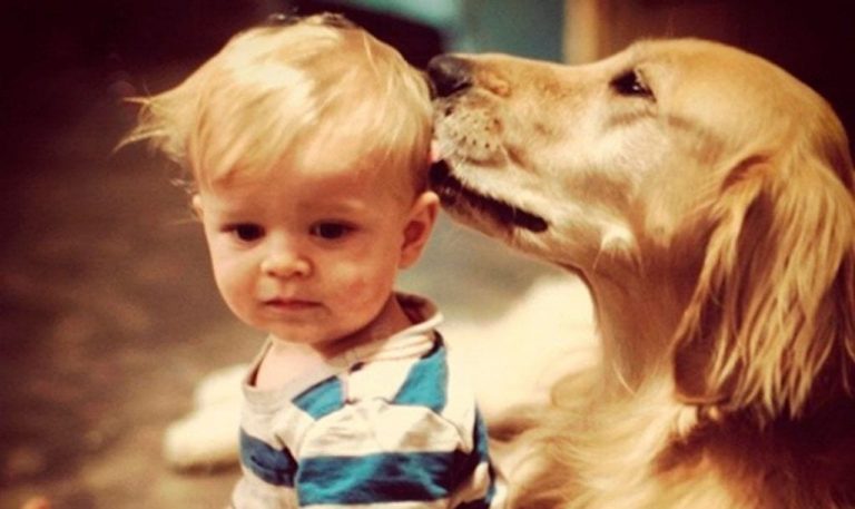 18 definiciones de «amor» según los perros