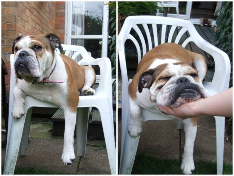 16 mascotas que llevan la pereza a nivel experto