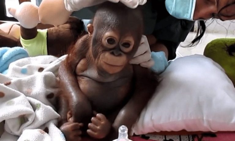 Conoce la historia de este bebé orangután que fue rescatado tras un año sufriendo maltrato