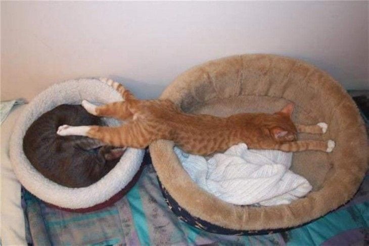 19 gatos que han perfeccionado su forma de dormir y han alcanzado el nivel experto