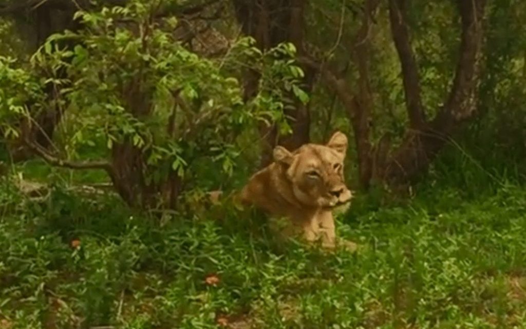 leona perdida scaled