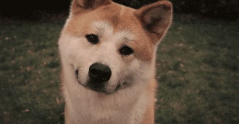 7 aspectos de tu vida que mejorarán inesperadamente al adoptar una mascota