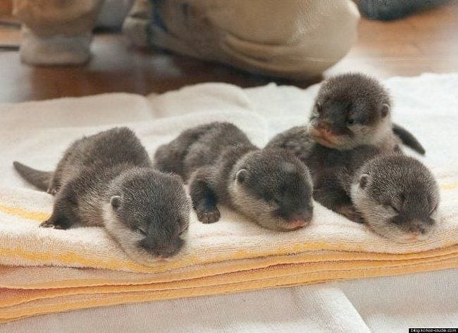 25 imágenes que conseguirán que la nutria sea tu nuevo animal favorito
