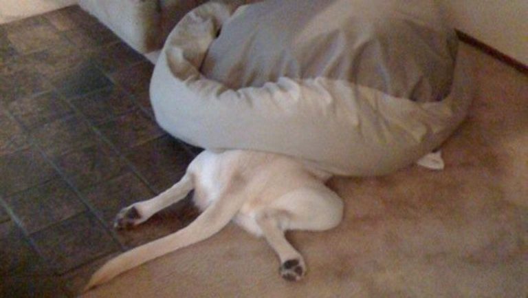 14 perros que han olvidado por completo cómo se usa la cama