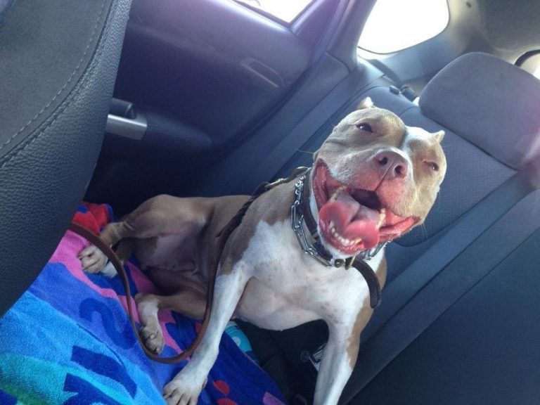 19 fotografías que prueban que los Pit Bulls son realmente felices