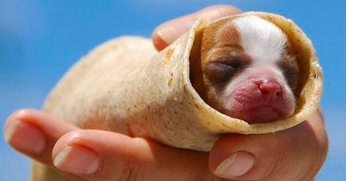 animales burritos.dest