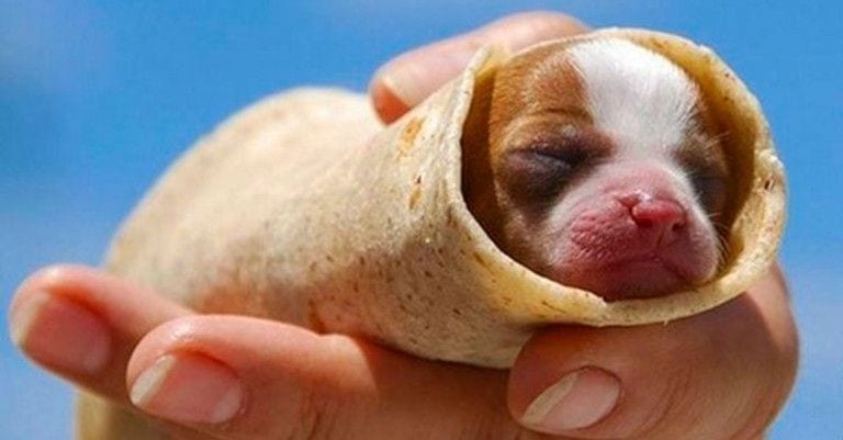 30 animales envueltos como «burritos» que están para comérselos