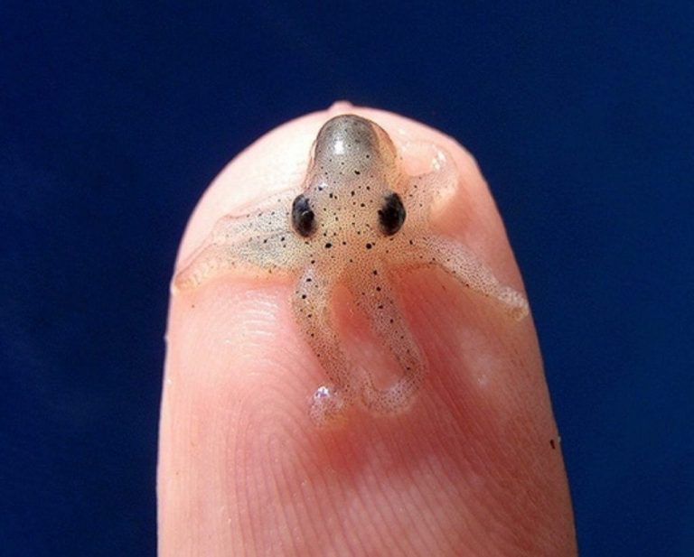 Prepárate para sufrir una sobredosis de ternura con estos animales realmente pequeños