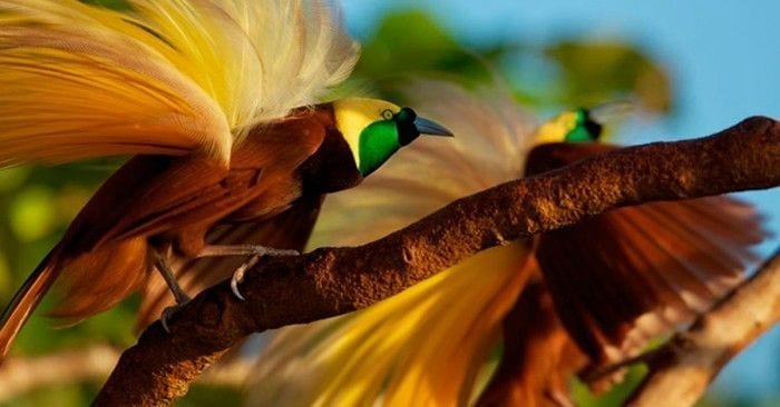 aves paraiso naturaleza