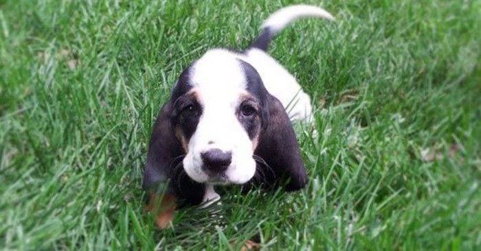 cachorros orejas 001