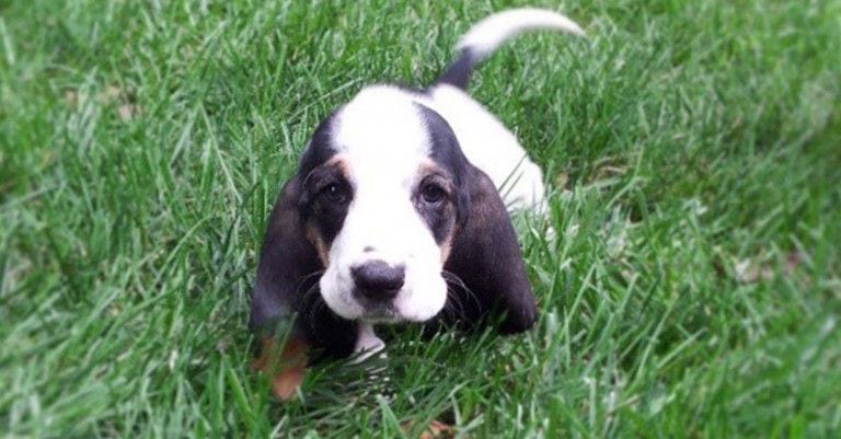 8 cachorros que crecen más despacio que sus orejas