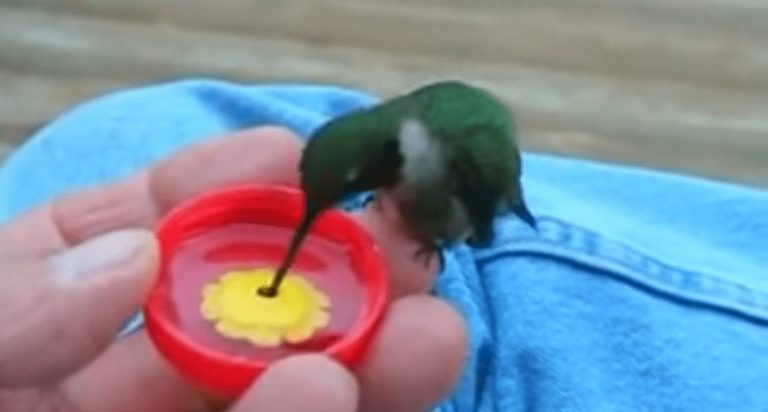 Mira como este colibrí bebe agua de la mano de una persona. ¡Increíble!