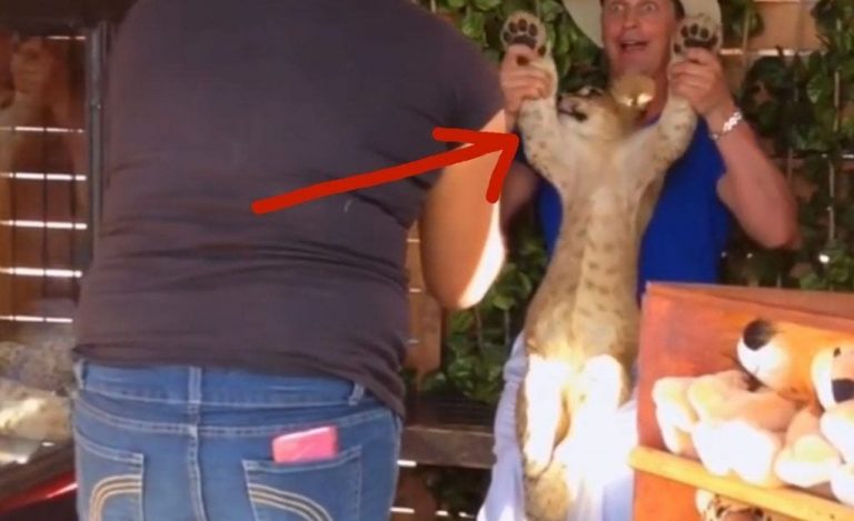 Este león fue maltratado y convertido en atracción para turistas. Por suerte, pudieron rescatarlo.